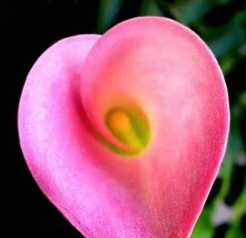 芭蕾果的花语有何特别之处？它象征着什么？