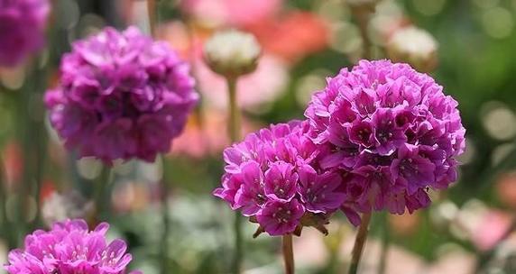 芭蕾果的花语有何特别之处？它象征着什么？