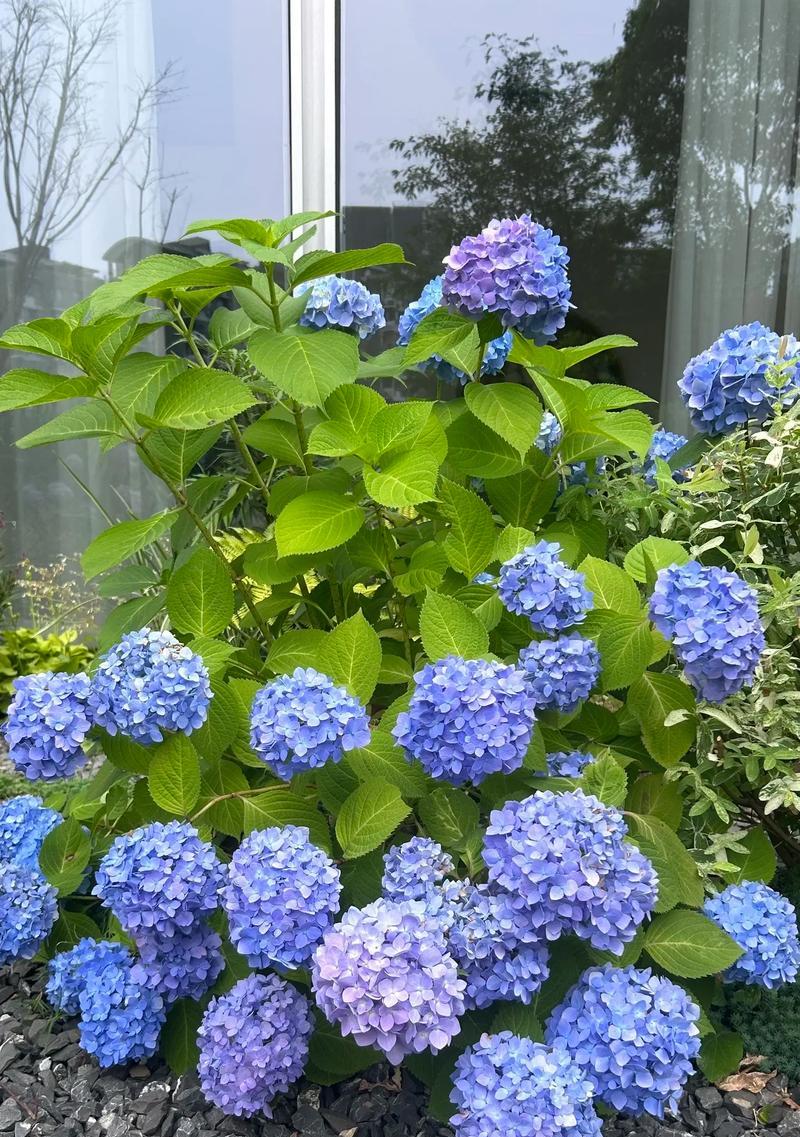 白车轴花的花语是什么？它在花卉中代表了什么？