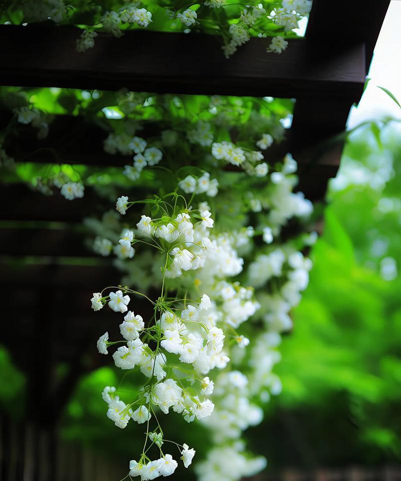 白车轴花的花语是什么？它在花卉中代表了什么？