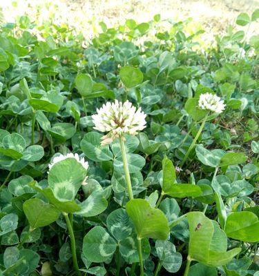 白车轴花的花语是什么？它在花卉中代表了什么？