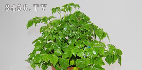 幸福菊的花语是什么？它如何成为幸福的象征？
