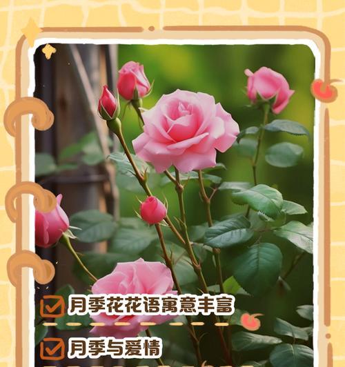幸福菊的花语是什么？它如何成为幸福的象征？