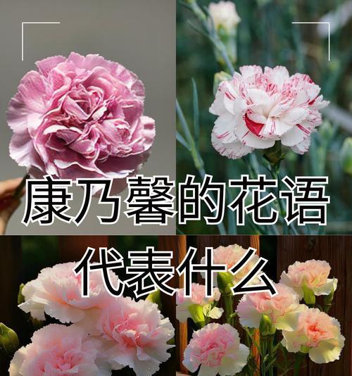 国王日的花语是什么？这个节日中花卉扮演了什么角色？