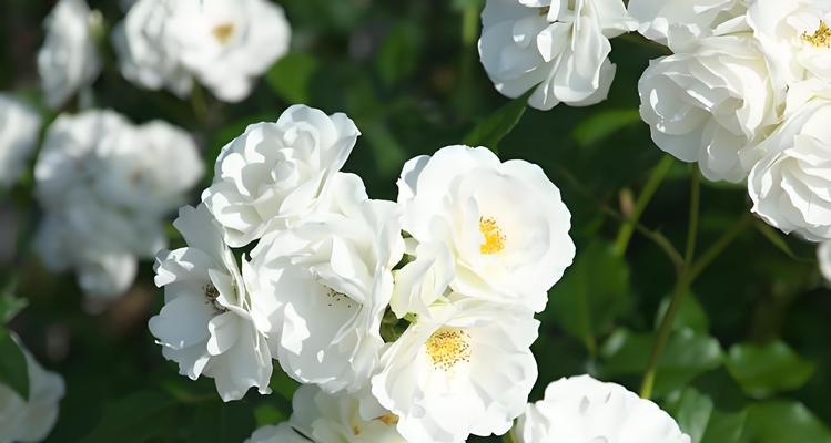 国王日的花语是什么？这个节日中花卉扮演了什么角色？