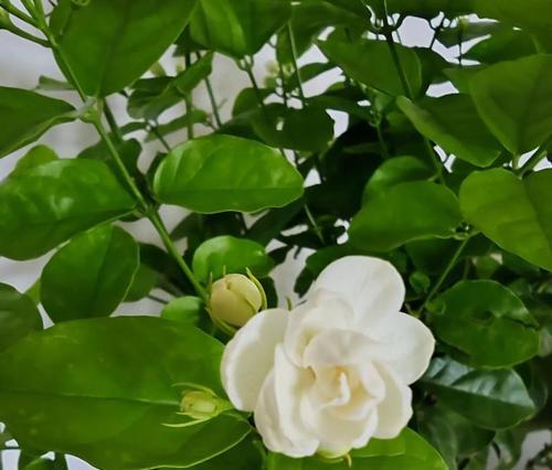 番茉莉的花语是什么？它在花卉中传递了哪些信息？