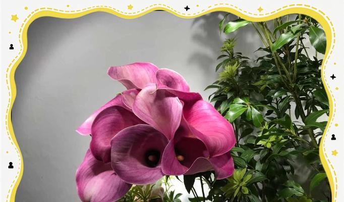 海芋花语故事是什么？海芋的花语有哪些含义？