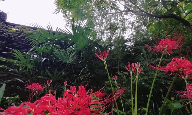 青星美人花语代表什么？青星美人花语的含义是什么？