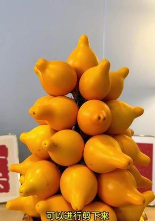 黄金果的花语是什么？黄金果花语的象征意义有哪些？