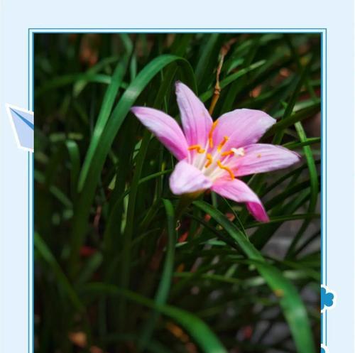 白色韭莲花语代表什么？白色韭莲花语的含义是什么？