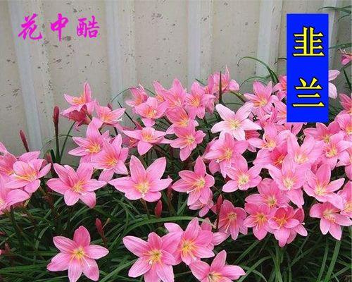 白色韭莲花语代表什么？白色韭莲花语的含义是什么？