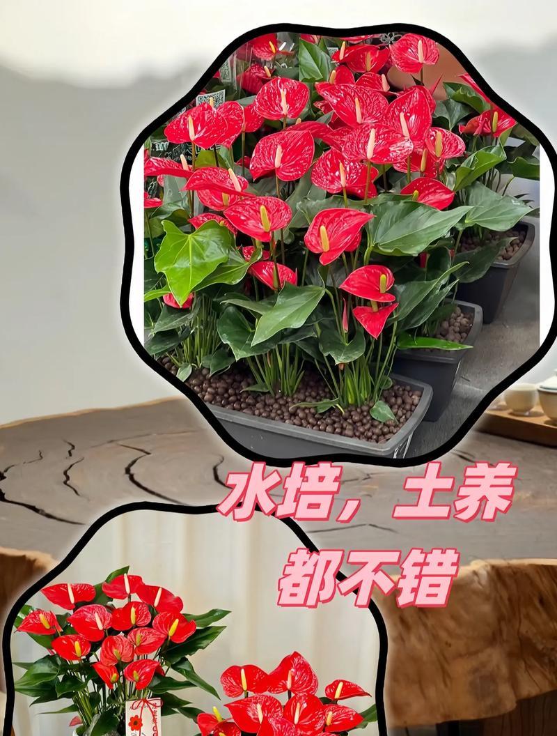 大红掌的花语是什么？大红掌花语的象征意义有哪些？