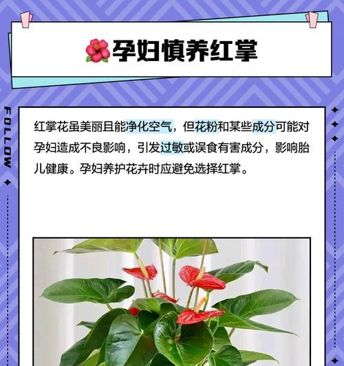 大红掌的花语是什么？大红掌花语的象征意义有哪些？
