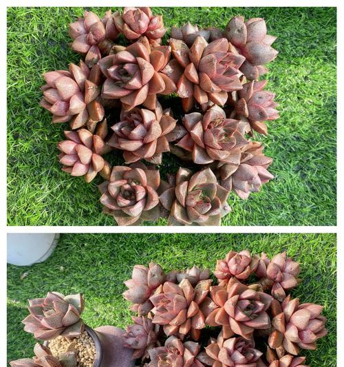 大和锦的花语有何寓意？大和锦花语的深层含义是什么？