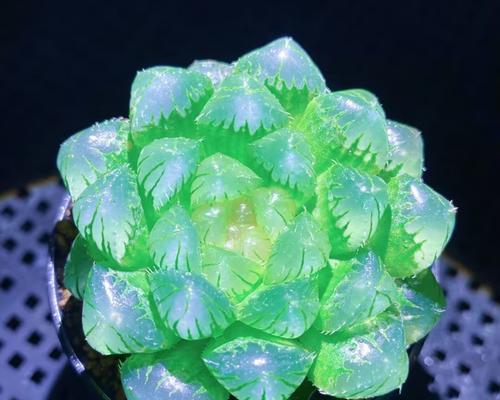 玉露盆栽花语是什么？玉露盆栽花语的含义有哪些？