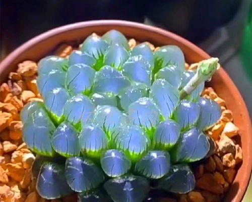 玉露盆栽花语是什么？玉露盆栽花语的含义有哪些？