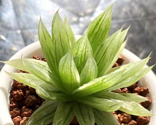 玉露盆栽花语是什么？玉露盆栽花语的含义有哪些？