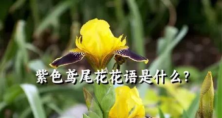 走什么观花语代表什么？走什么观花语的含义是什么？
