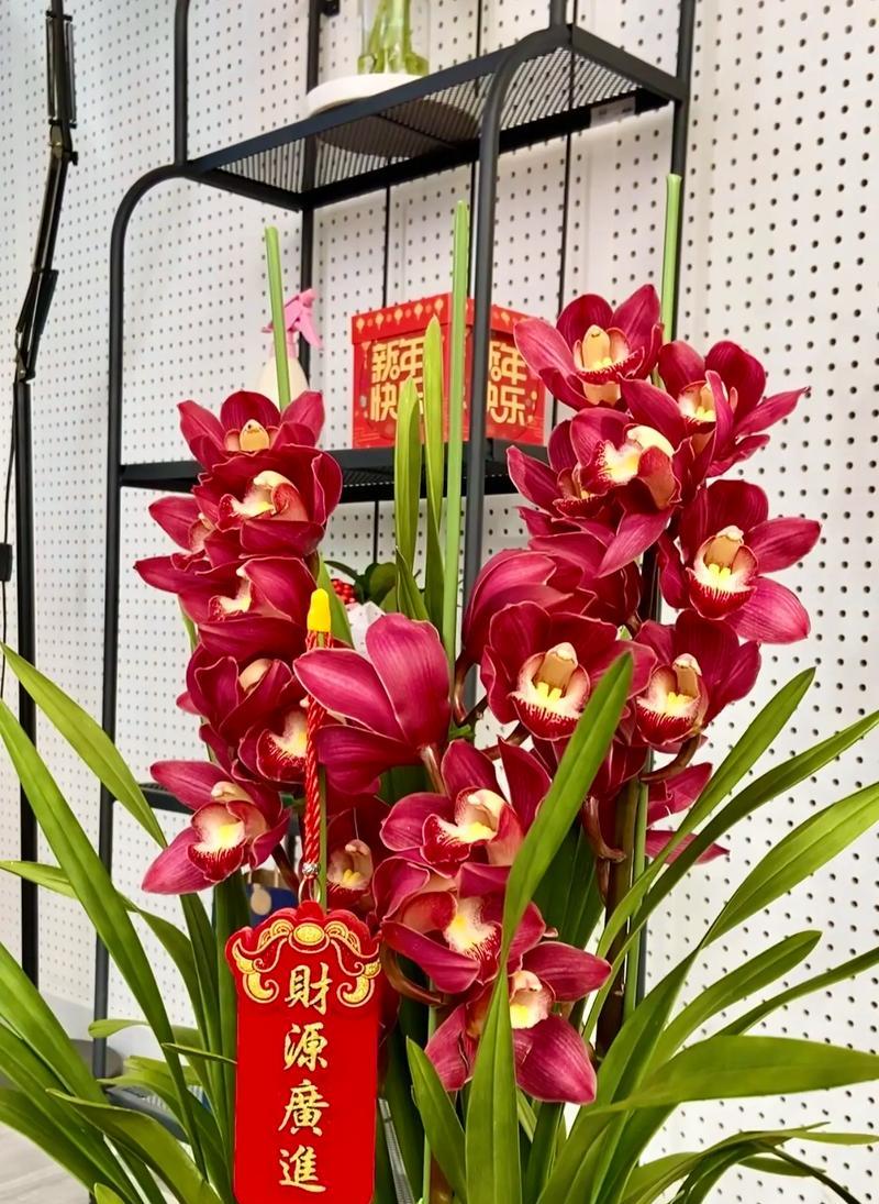 走什么观花语代表什么？走什么观花语的含义是什么？