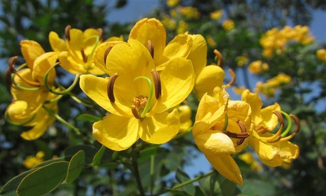 黄蕾丝花花语有何寓意？黄蕾丝花花语的象征意义有哪些？