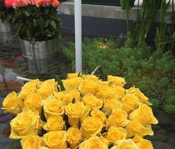 黄蕾丝花花语有何寓意？黄蕾丝花花语的象征意义有哪些？