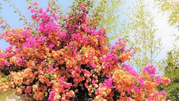 黄蕾丝花花语有何寓意？黄蕾丝花花语的象征意义有哪些？