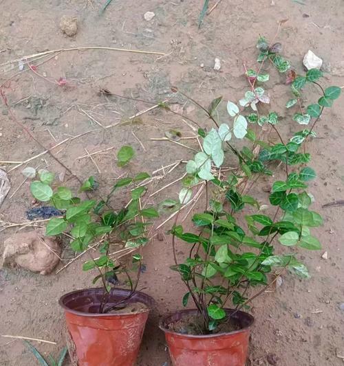 花叶洛石花语是什么？花叶洛石花语的含义有哪些？