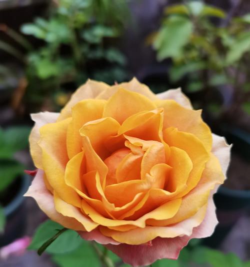 花叶洛石花语是什么？花叶洛石花语的含义有哪些？