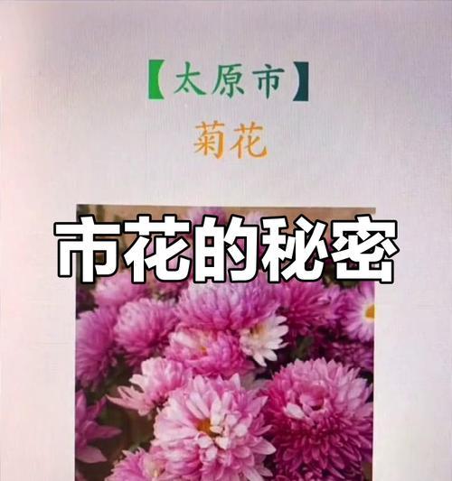 花语城市花卉代表什么？花语城市花卉的含义是什么？