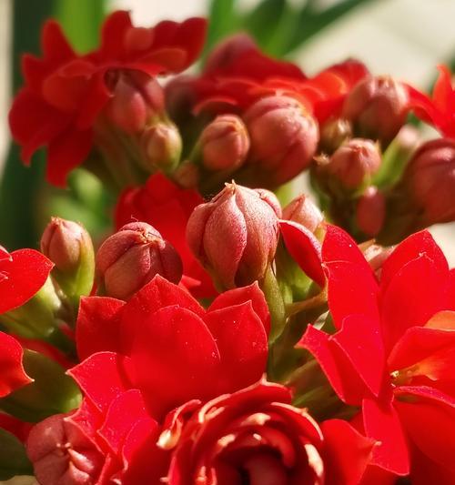 花语城市花卉代表什么？花语城市花卉的含义是什么？
