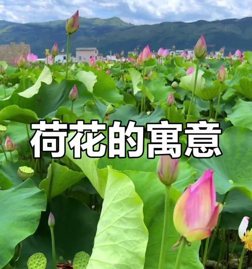 的荷花的花语有何寓意？的荷花花语的象征意义有哪些？