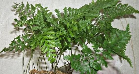 纽扣蕨的花语是什么？纽扣蕨花语的含义有哪些？