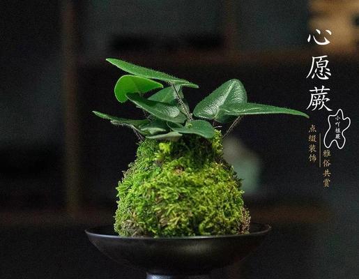 纽扣蕨的花语是什么？纽扣蕨花语的含义有哪些？