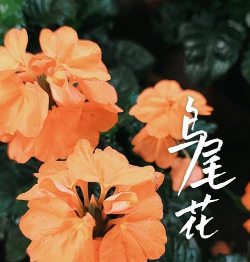鸟尾花的花语代表什么？鸟尾花花语的含义是什么？
