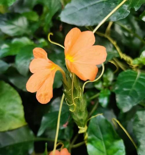鸟尾花的花语代表什么？鸟尾花花语的含义是什么？