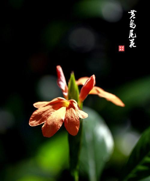 鸟尾花的花语代表什么？鸟尾花花语的含义是什么？