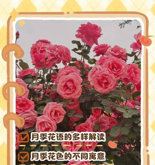代代果的花语是什么？代代果花语的含义有哪些？