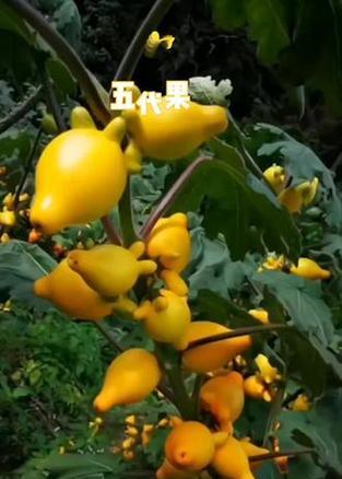 代代果的花语是什么？代代果花语的含义有哪些？