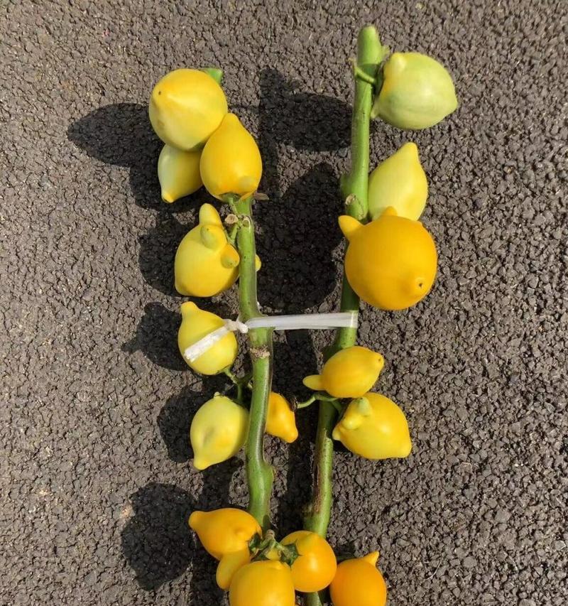 代代果的花语是什么？代代果花语的含义有哪些？