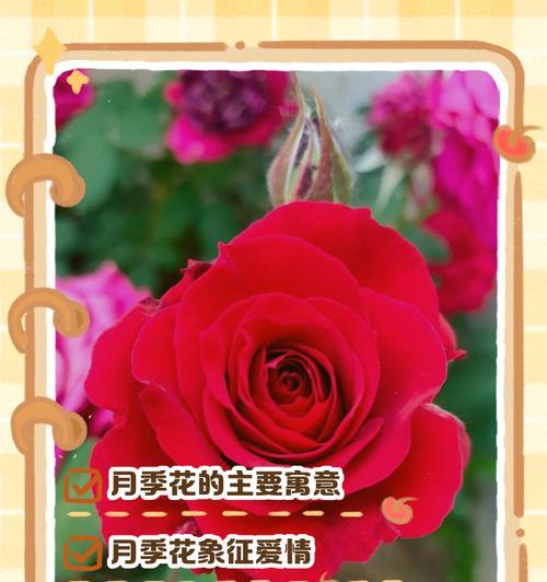 幸福之花花语有何寓意？幸福之花花语的象征意义有哪些？