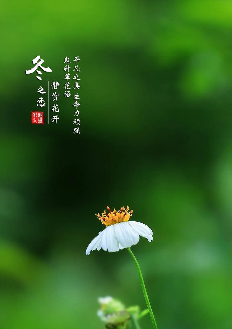 花语象征生命是什么？如何通过花语表达生命力？