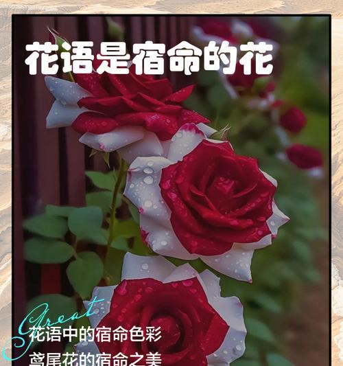 花语象征生命是什么？如何通过花语表达生命力？