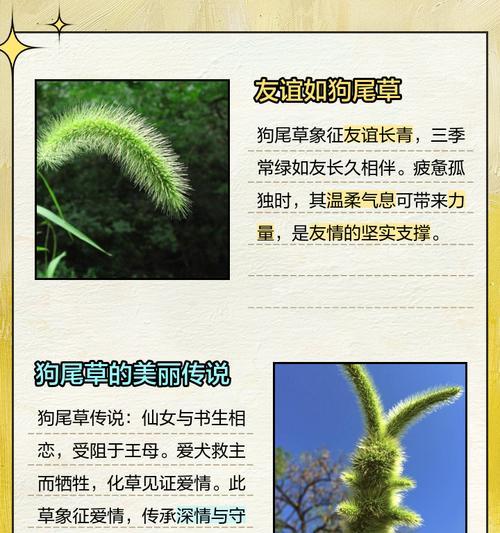 花语象征生命是什么？如何通过花语表达生命力？