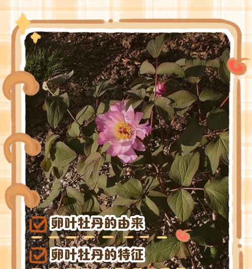 针叶牡丹花语有哪些含义？如何理解针叶牡丹的花语？