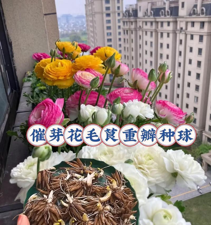 针叶牡丹花语有哪些含义？如何理解针叶牡丹的花语？