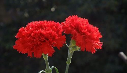 红色香兰花语代表什么？红色香兰的花语有何特别之处？