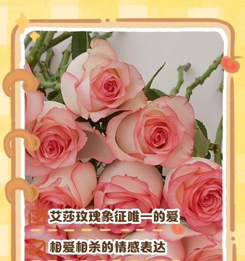 没回玫瑰花语是什么意思？没回玫瑰传递了哪些情感？