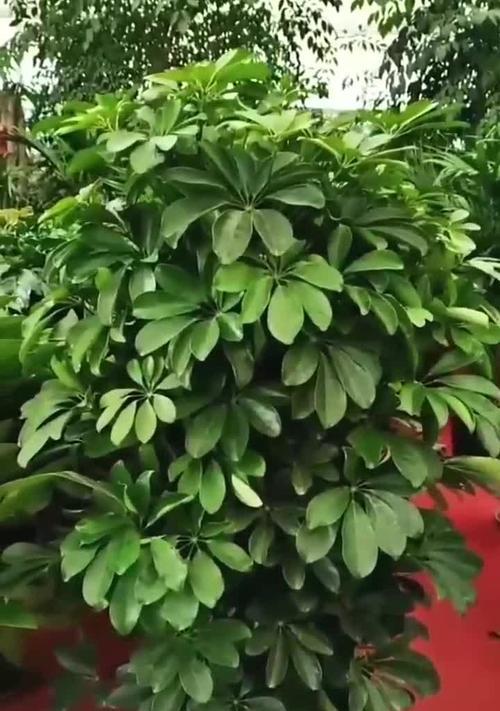 绿植鸭掌花语是什么？绿植鸭掌的花语有何象征意义？