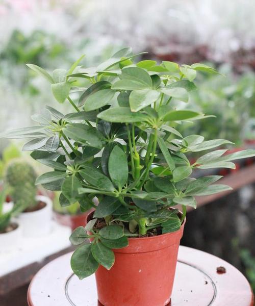 绿植鸭掌花语是什么？绿植鸭掌的花语有何象征意义？