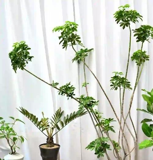 绿植鸭掌花语是什么？绿植鸭掌的花语有何象征意义？